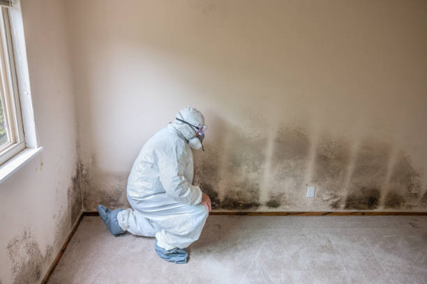 Best Attic Mold Removal  in Clifton Knolls Mill Creek, NY